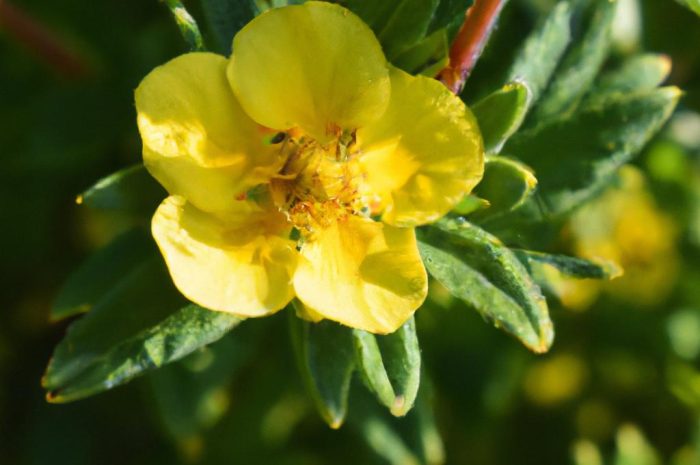 Pięciornik krzewiasty – dekoracyjny krzew na ogrodowych rabatach