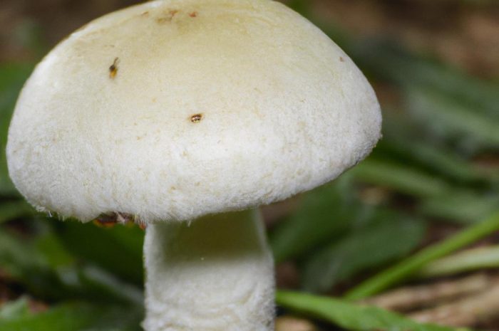 Pieczarka biaława (Agaricus arvensis) – pospolity gatunek grzyba w Polsce