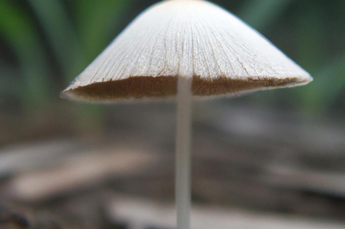 Pieczarka – charakterystyka cenionego grzyba jadalnego