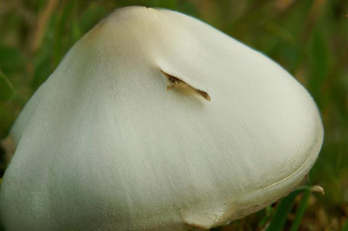 Pieczarka łąkowa — charakterystyka popularnego gatunku grzyba