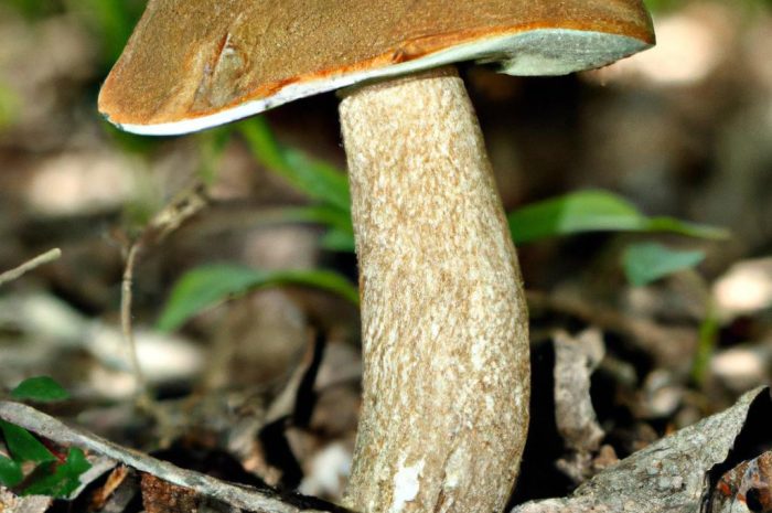 Pieczarka leśna – jadalny grzyb występujący w lasach