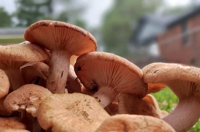 Pieczarka miejska (Agaricus bitorquis) – poznaj właściwości i cechy tego grzyba