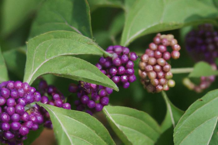 Pięknotka i jej uprawa w ogrodzie. Jak przycinać, sadzić i pielęgnować te ozdobne krzewy?