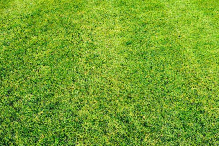 Pielęgnacja trawnika — poradnik ogrodnika