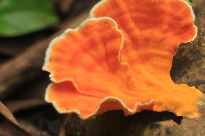 Pieprznik pomarańczowy – właściwości i ciekawostki o tym rzadkim grzybie