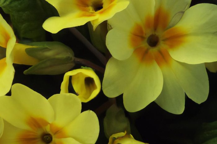 Pierwiosnek bezłodygowy (Primula vulgaris, Primula acaulis) – bylina, którą warto znać