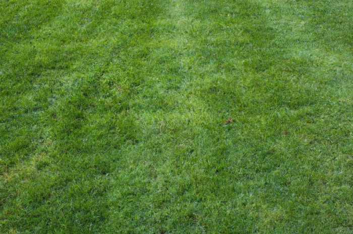 Pierwsze koszenie trawy – kiedy i jak kosić trawnik po zimie lub po wysianiu?