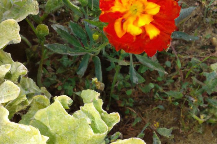 Pierwsze oznaki wiosny w przyrodzie – jak poznać, że nadchodzi wiosna?