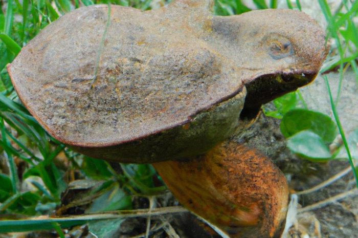 Piestrak jadalny – jadalny grzyb rosnący pod ziemią o aromatycznym zapachu