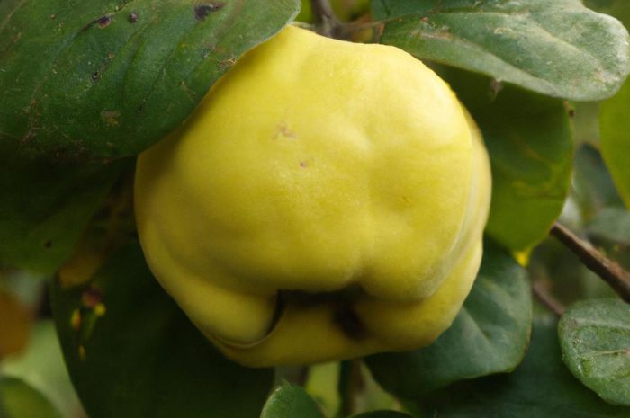 Pigwa – czym charakteryzuje się ten krzew? Jak go uprawiać? Co można zrobić z owoców?