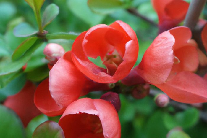 Pigwowiec japoński – ozdobny krzew o jadalnych owocach. Jak go pielęgnować?