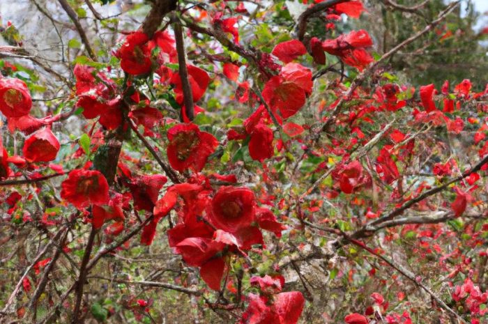 Pigwowiec w twoim ogrodzie. Jak pielęgnować pigwowiec japoński i inne gatunki z tej rodziny?