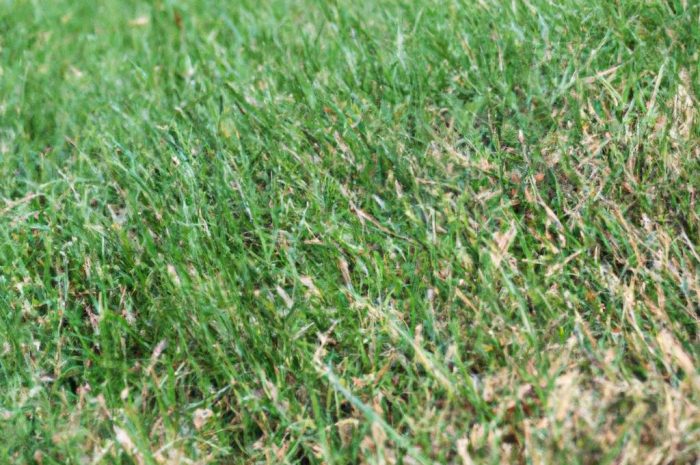 Piękny trawnik po zimie, czyli pielęgnacja trawy po zimie w 11 krokach