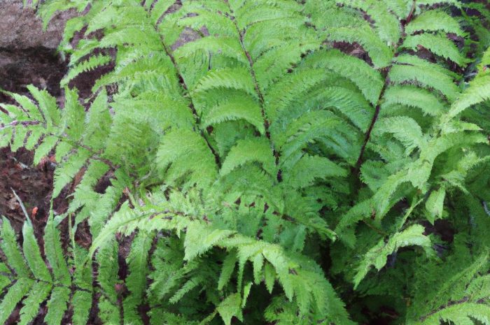 Pióropusznik strusi (Matteuccia struthiopteris) – jak sadzić tę paproć? Sprawdź, co warto wiedzieć o uprawie tej sadzonki!