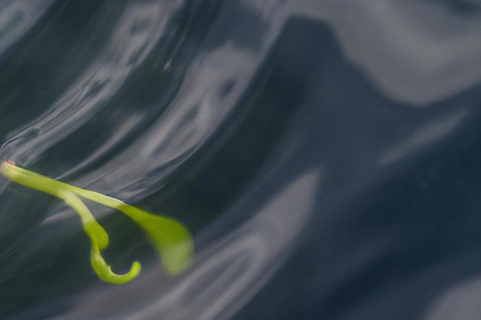 Pistia – poznaj opis, wymagania i sposób uprawy tej rośliny pływającej