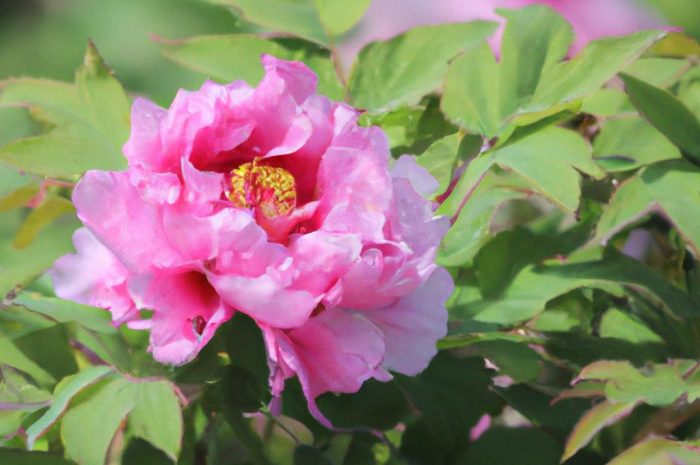 Piwonia chińska – kwiat kwitnący wiosną. Sprawdź, jak go uprawiać!