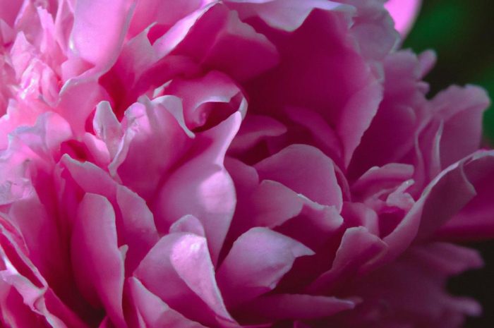 Piwonia drzewiasta – jakiej pielęgnacji i warunków wymaga ten okazały kwiat?