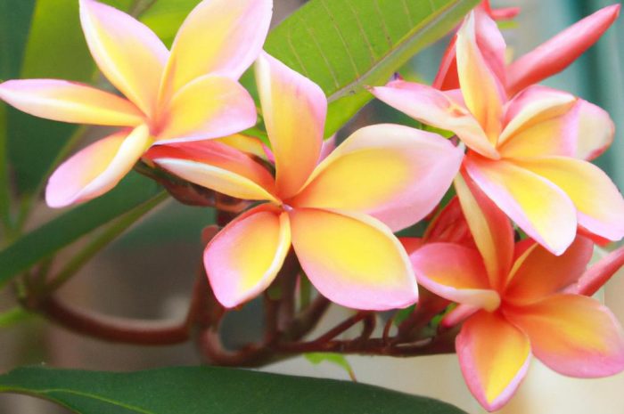 Plumeria (Plumeria tourn) – znana jako kwiat zakochanych lub kwiat Lei