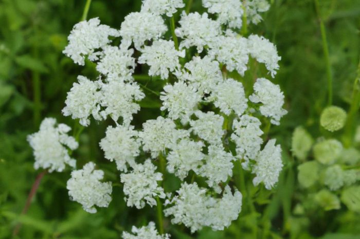 Pluskwica groniasta – uprawa rośliny i prozdrowotne działanie świecznicy