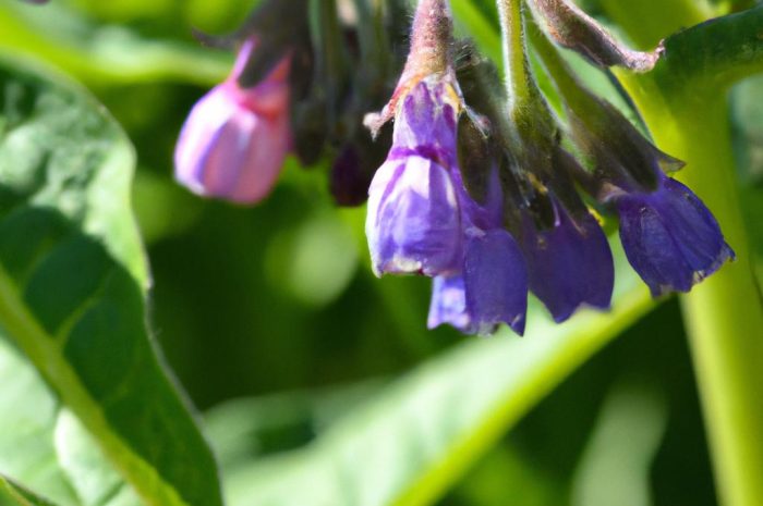 Podbiał pospolity – jak wyglądają kwiaty podbiału? Właściwości i zastosowanie rośliny.