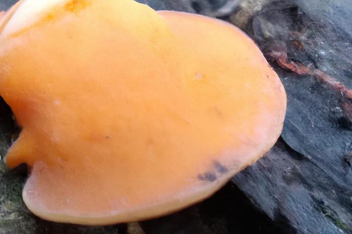 Podgrzybek brzoskwiniowy – poznaj właściwości tego grzyba