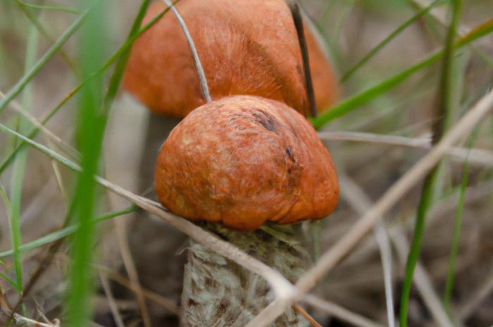 Podgrzybek czerwonawy – właściwości i zastosowanie tego grzyba