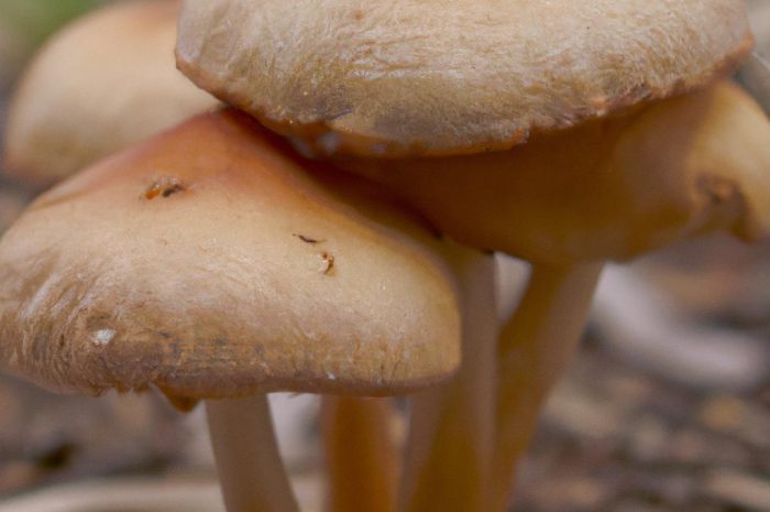 Podgrzybek żeberkowany (grubosiatkowany) – występowanie i zastosowanie w kuchni