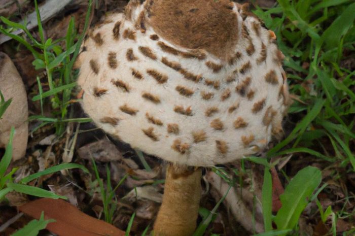 Podgrzybek zajączek — opis smacznego grzyba z rodziny borowikowatych