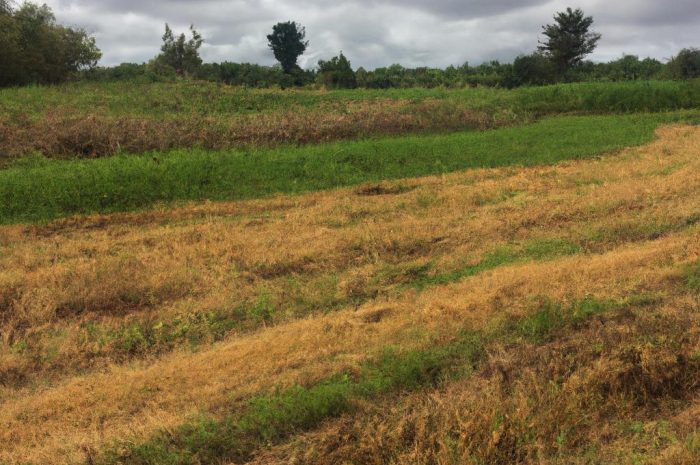 Płodozmian – czym jest i jak stosować go w praktyce? Wyjaśniamy!