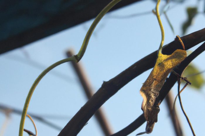 Podpory do pnączy – po co są potrzebne roślinie?