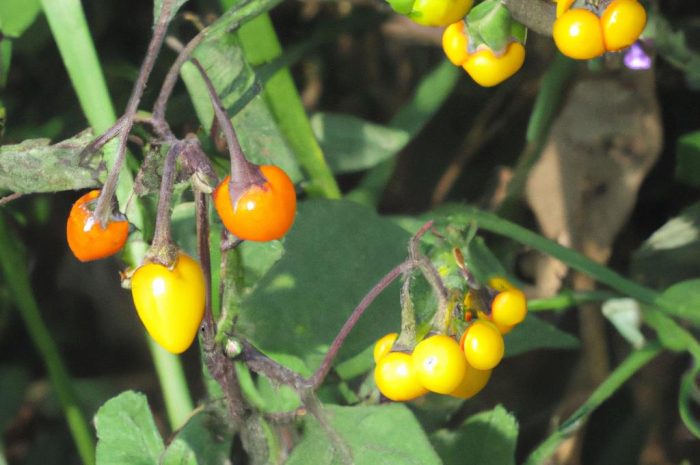 Pokrzyk wilcza jagoda – czy atropa belladonna jest trująca? Jak rozpoznać zatrucie i jakie są zastosowania pokrzyku?