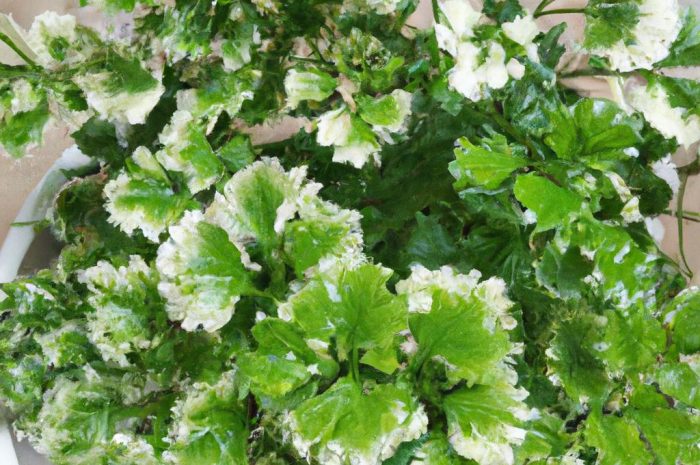 Polyscias – co to za drzewko? Jak wygląda jego pielęgnacja w domu?