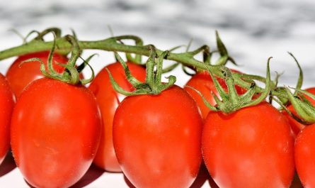 Pomidor bawole serce – jak wyhodować go w swoim ogrodzie?