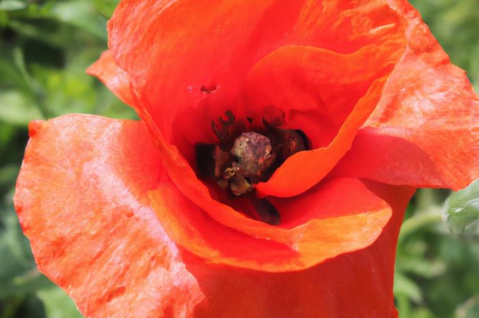 Płonnik pospolity – poznaj ciekawostki o tym gatunku