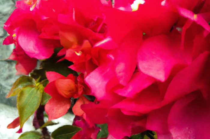 Popularne rośliny cieniolubne do ogrodu – najpiękniejsze gatunki kwiatów i krzewów, które lubią cień