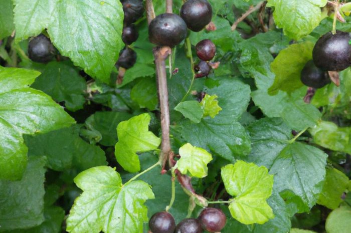 Porzeczka czarna – uprawa i pielęgnacja w przydomowym ogrodzie