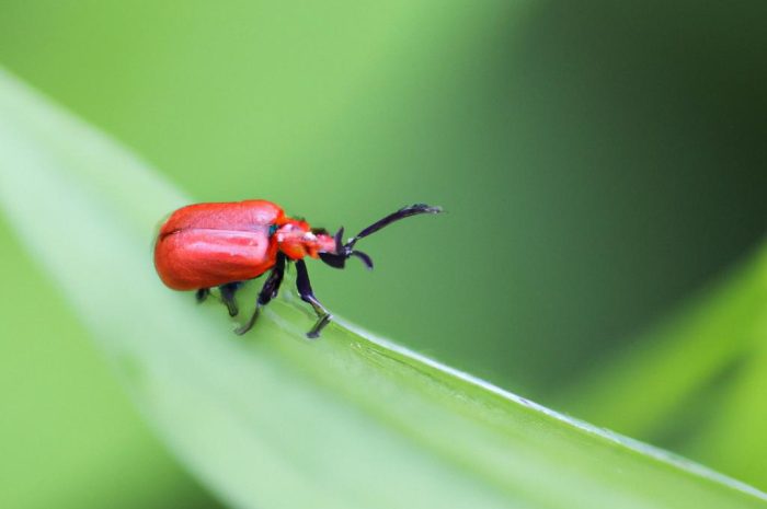 Poskrzypka liliowa – co to za owad i jakie szkody powoduje?