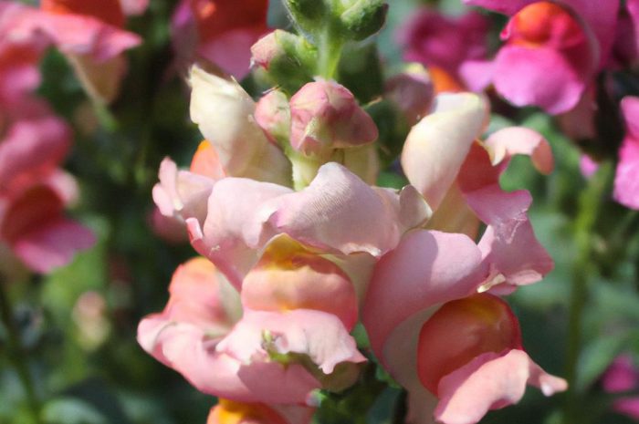 Potocznie lwia paszcza, czyli wyżlin większy. Wysiew, uprawa, pochodzenie Antirrhinum majus