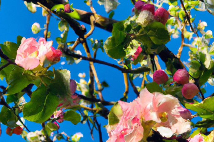 Powojnik (Clematis) – uprawa i pielęgnacja pnącza w ogrodzie