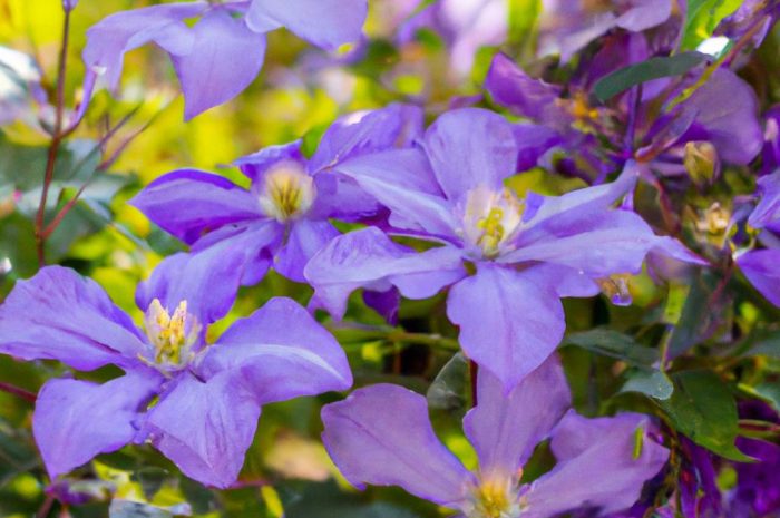 Powojnik pnący – jak go uprawiać w przydomowym ogrodzie?