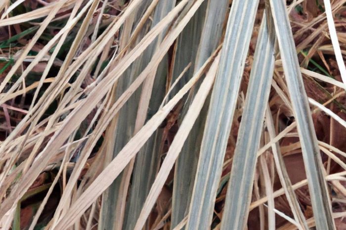 Poziewnik szorstki – cechy charakterystyczne, właściwości oraz zastosowanie