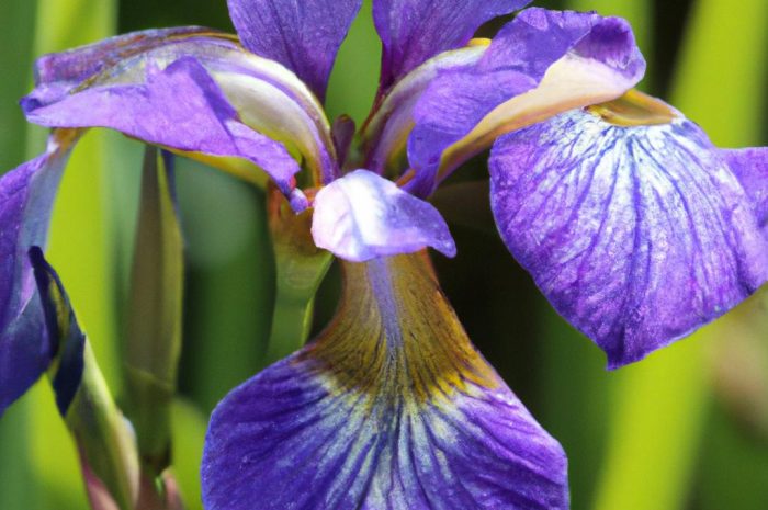 Pragnia syberyjska – urocza bylina okrywowa do ogrodu