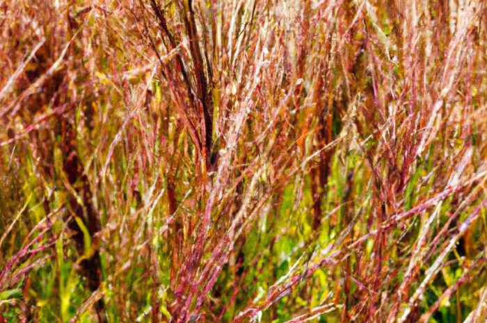 Proso rózgowate, czyli łacińskie Panicum virgatum. Poznaj tę trawę ozdobną.