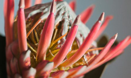 Anturium Andreego – ta roślina doniczkowa upiększy twoje mieszkanie
