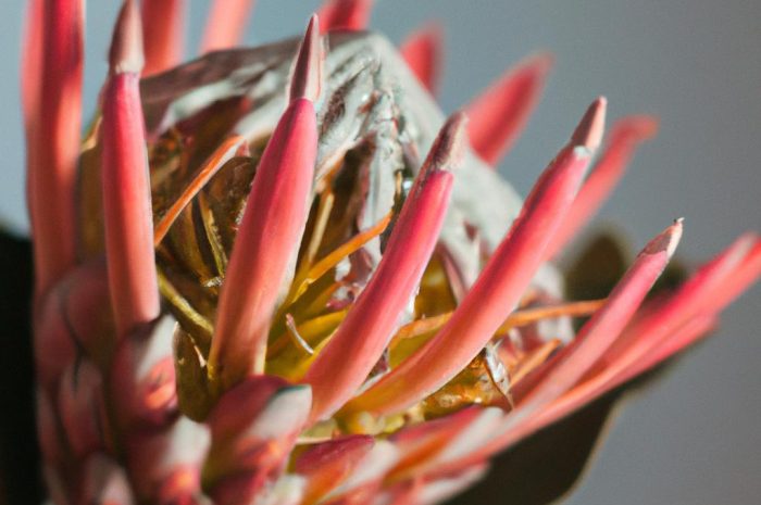 Protea królewska – co to za kwiat? Jak go uprawiać i pielęgnować?