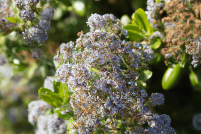 Prusznik niebieski – ozdobny krzew do ogrodu. Jak dbać o Ceanothus impressus?