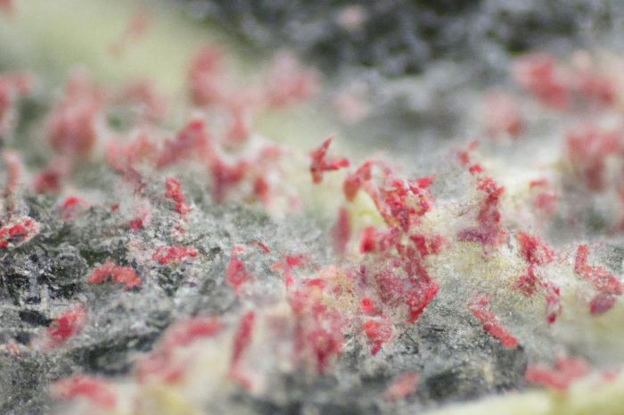 Przędziorki w ogrodzie i w domu – jak zwalczać szkodniki roślin doniczkowych?