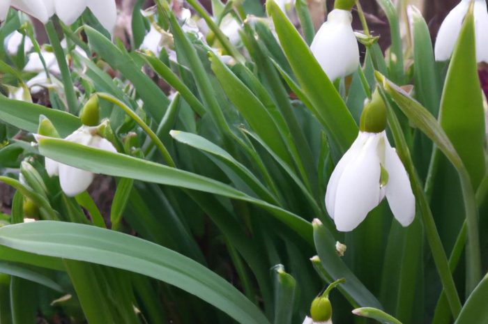 Przebiśnieg – uprawa pierwszych wiosennych kwiatów w swoim ogrodzie