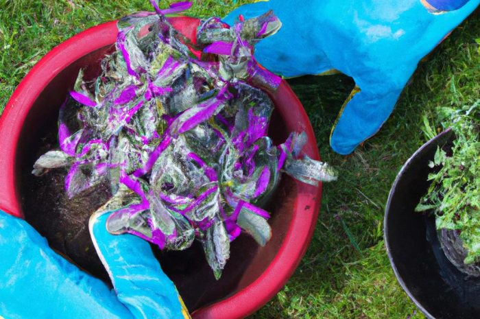 Przesadzanie hortensji jesienią. Jak i kiedy najlepiej przesadzać hortensje?