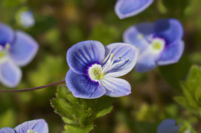 Przetacznik perski – ozdoba ogrodu, czy jego niechciany najeźdźca?